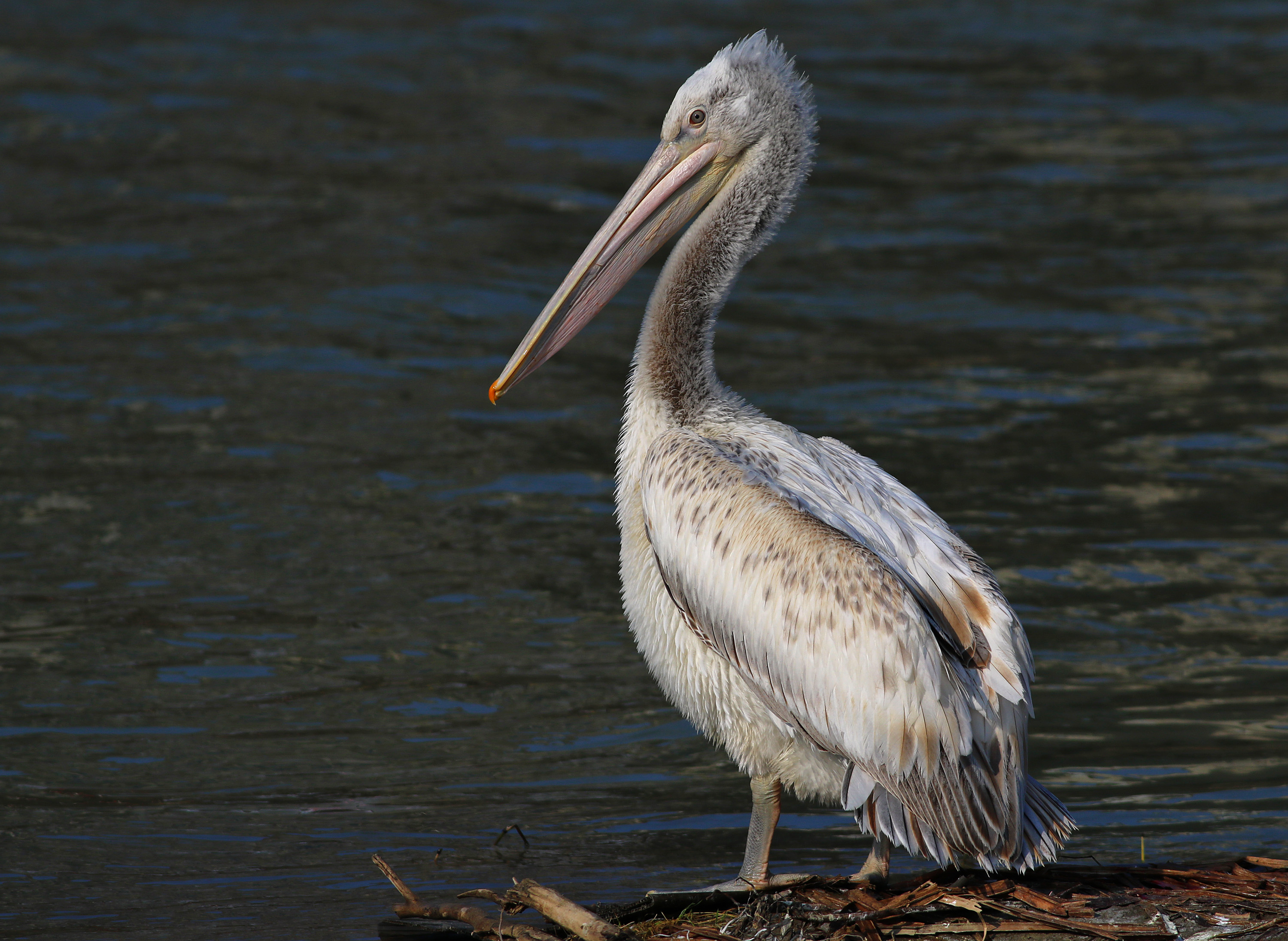 Dalmatian Pelican
